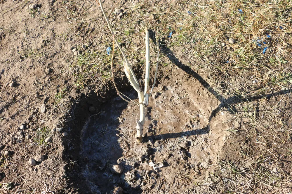 549251179_1215937033902331_244390186602104914_n